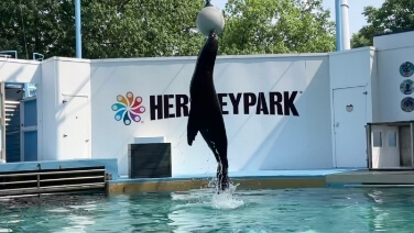 Sea lion jumping for ball