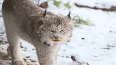 Lynx in the snow