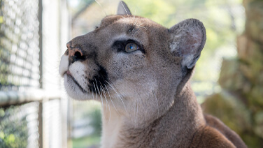 Mountain Lion