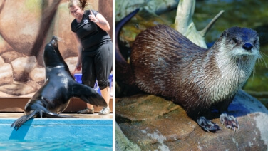 Otter & Sea lion at ZooAmerica