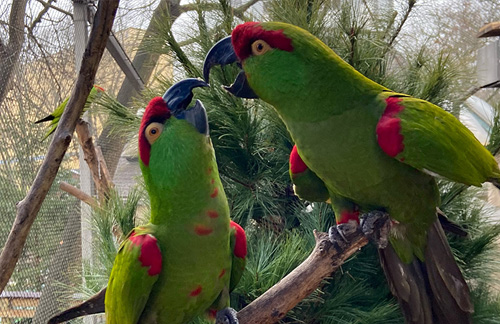 Parrots