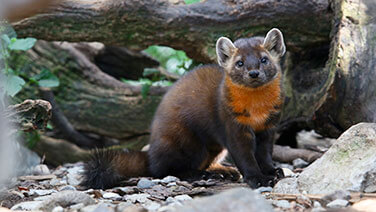 Marten at ZooAmerica