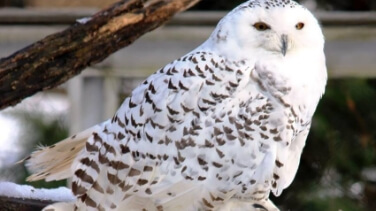 White Owl