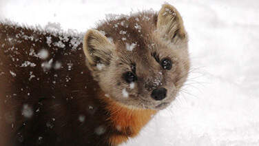 Marten in snow