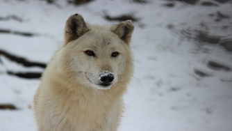 Wolf in the snow