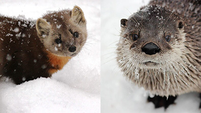 Animals in snow at ZooAmerica