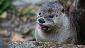 River Otter