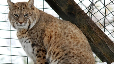 Bobcat at ZooAmerica