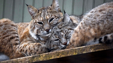 Bobcats snuggling at the zoo