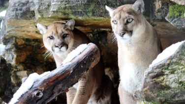 Two cougars at ZooAmerica