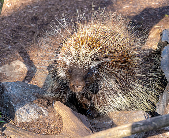 Roadrunner at ZooAmerica