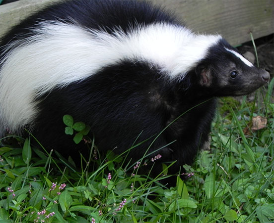 Roadrunner at ZooAmerica