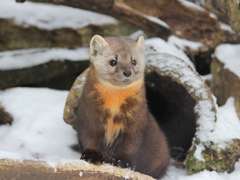 Marten in snow at ZooAmerica