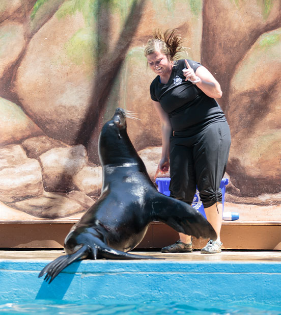Sea Lion with Zoo Trainer