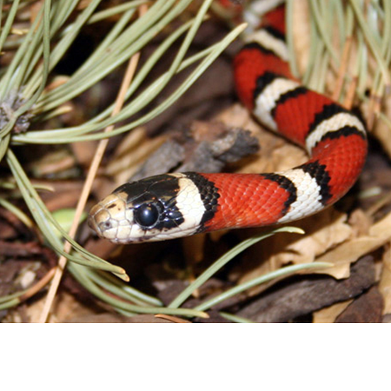 Arizona Mountain Kingsnake at ZooAmerica