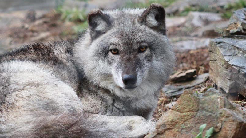 Gray wolf laying down at ZooAmerica