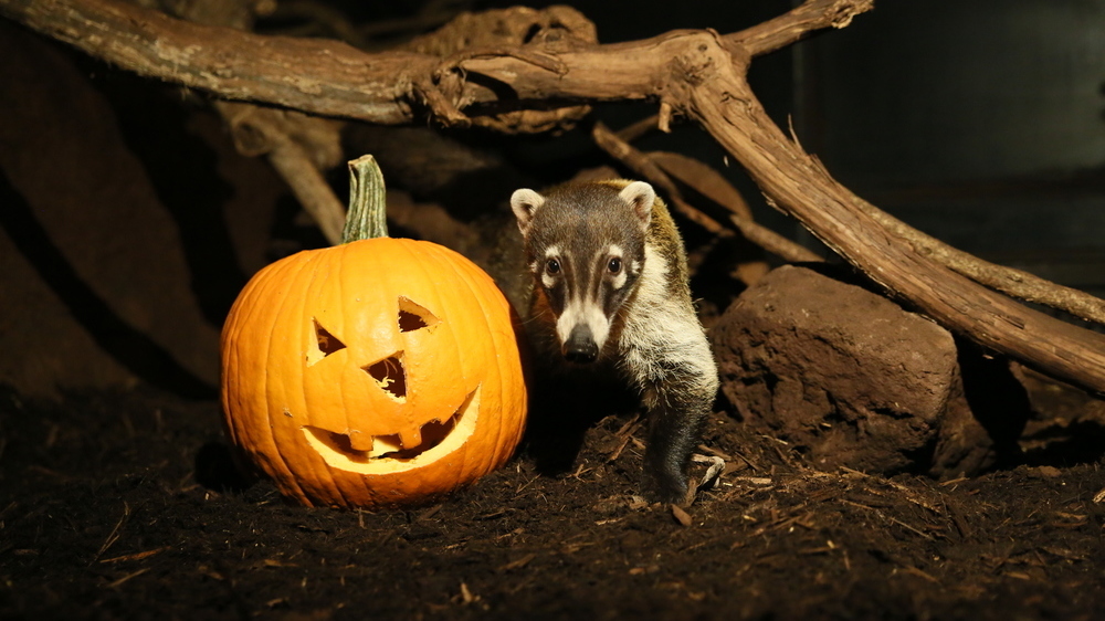 Ringtail beside a pumpkin at ZooAmerica