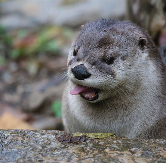 River Otter