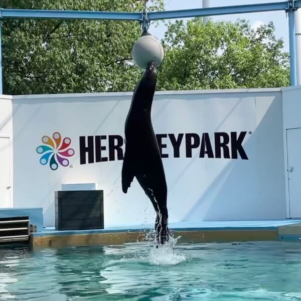 Sea lion and ball