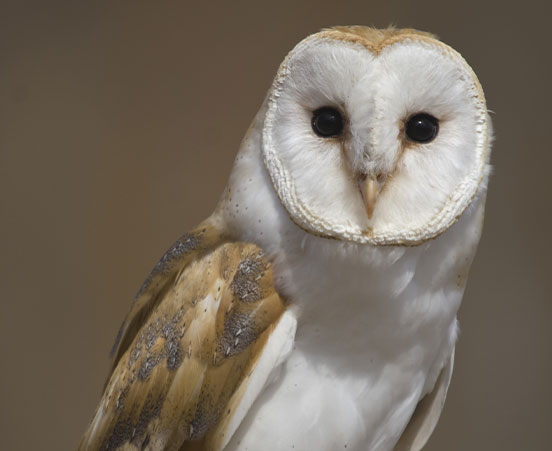 Barn Owl at ZooAmerica