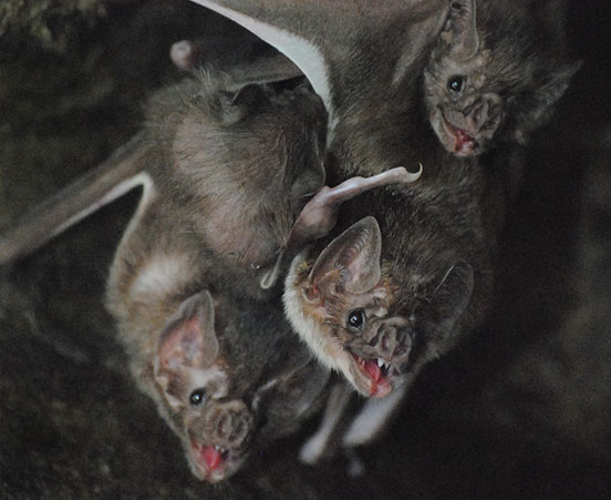 Bat at ZooAmerica