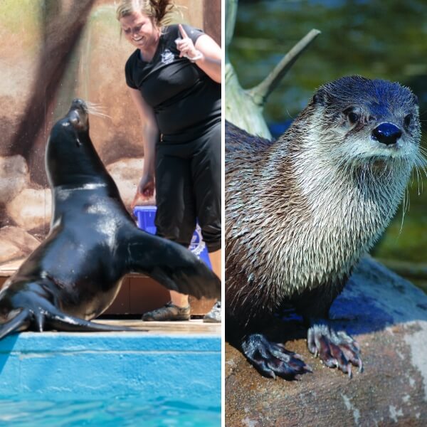 Otter and sea lion at ZooAmerica