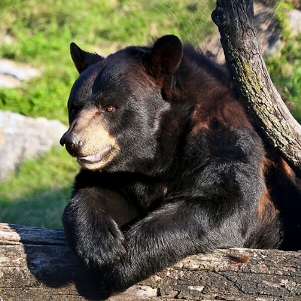 Black Bear at ZooAmerica
