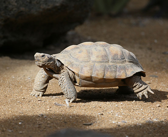 Desert Tortoise at ZooAmerica