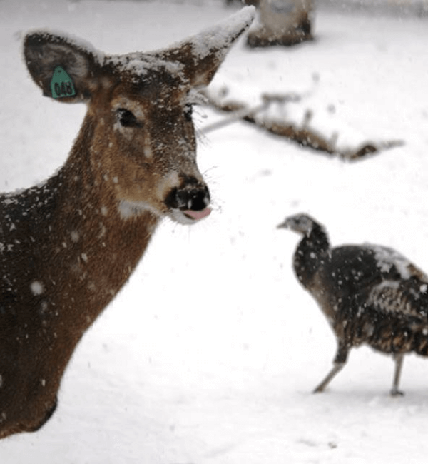 Doe and turkey in snow