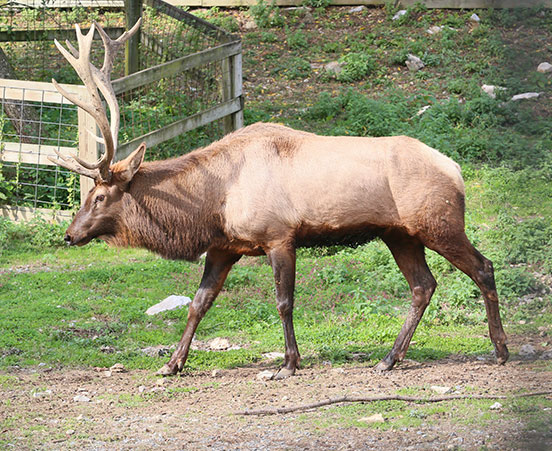 Elk at ZooAmerica