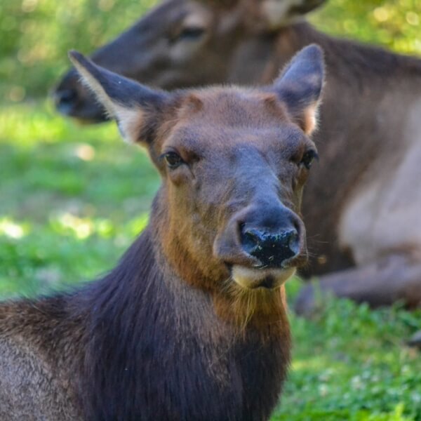 Elk at ZooAmerica