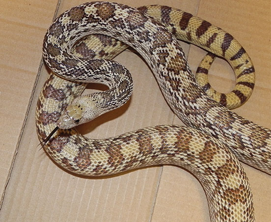 Gopher Snake at ZooAmerica