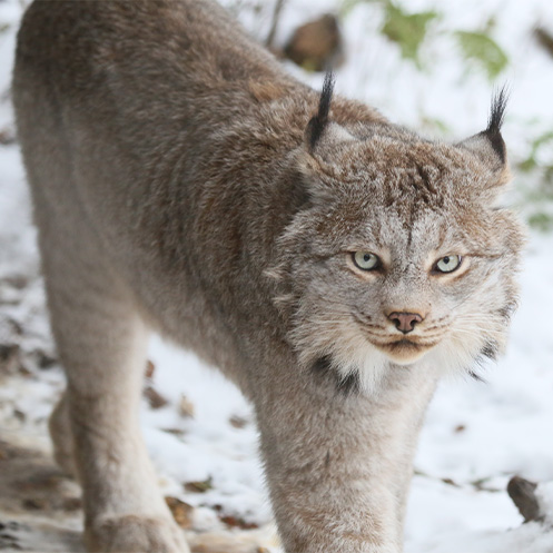A picture of a lynx