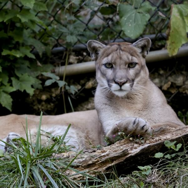 Mountain Lion at ZooAmerica