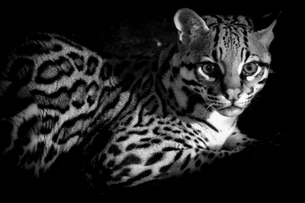 ocelot in the darkness