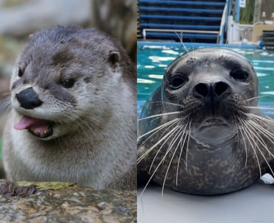 River Otter and Seal at ZooAmerica