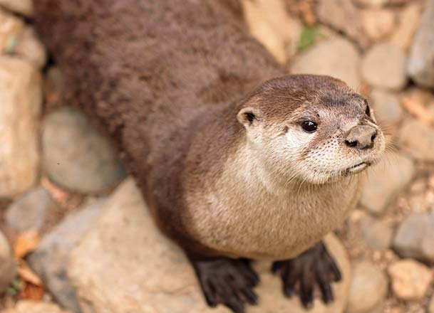 Otter