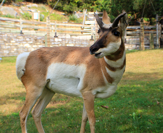 Pronghorn at ZooAmerica