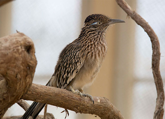 Roadrunner at ZooAmerica