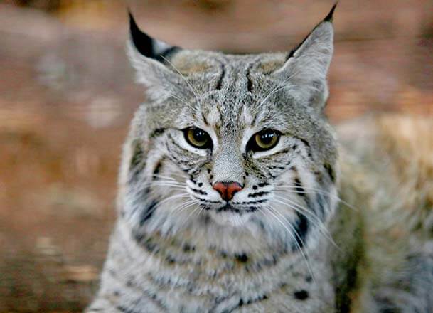 bobcat