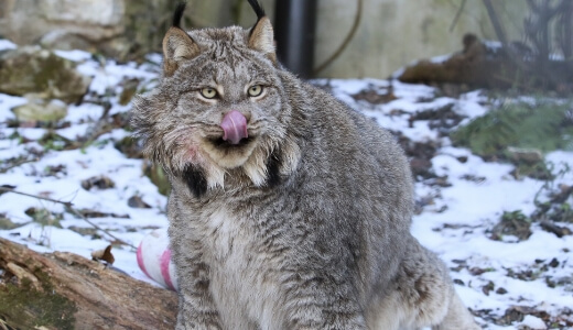 Lynx in snow at ZooAmerica