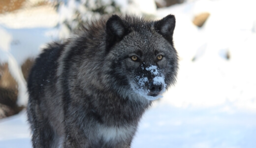 Wolf in snow at ZooAmerica