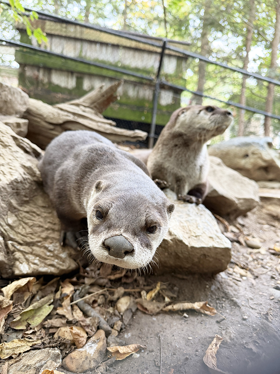 River Otters at ZooAmerica