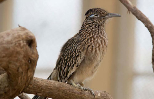 Roadrunner
