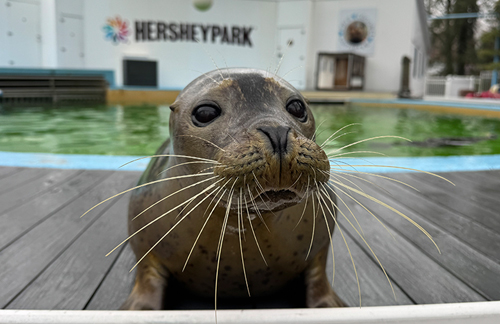 Sea lion