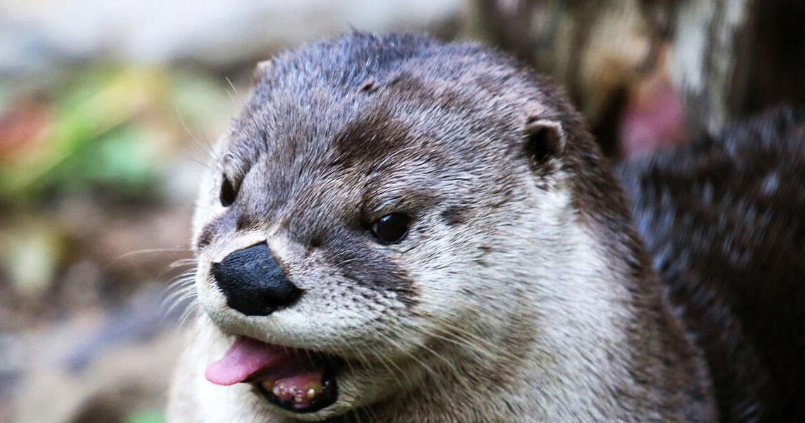 Educational Programs | ZooAmerica Educational Programs | ZooAmerica