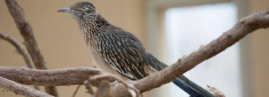 Road Runner
