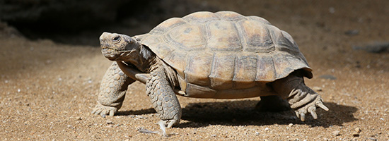 Tortoise
