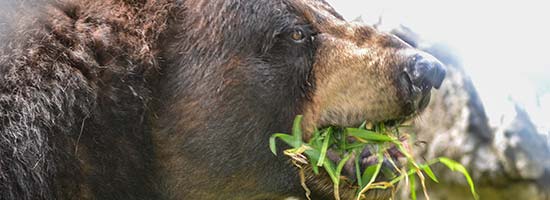 Bear eating at ZooAmerica