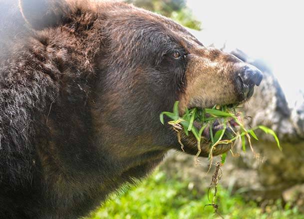 bear eating